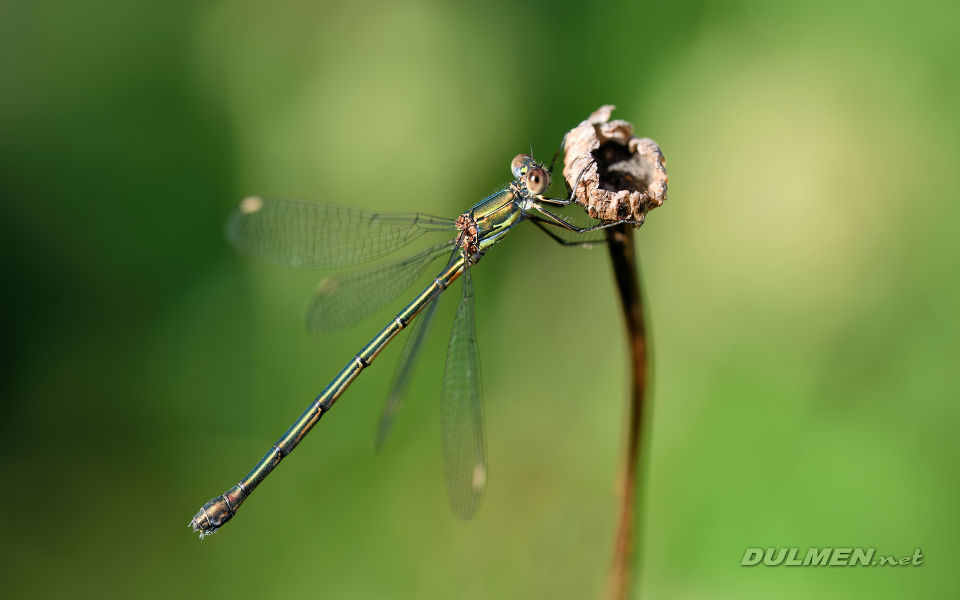 Western willow spreadwing (Chalcolestes viridis)